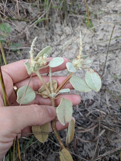 Croton coryi, photographed by Alison Northup