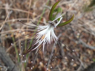 Holothrix etheliae, photographed by Chris Vynbos