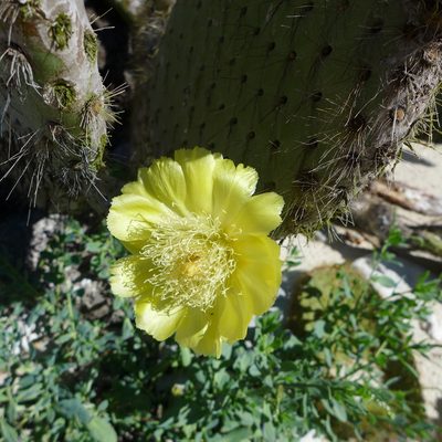 Opuntia helleri, photographed by John Hibbard