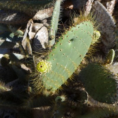 Opuntia helleri, photographed by John Hibbard