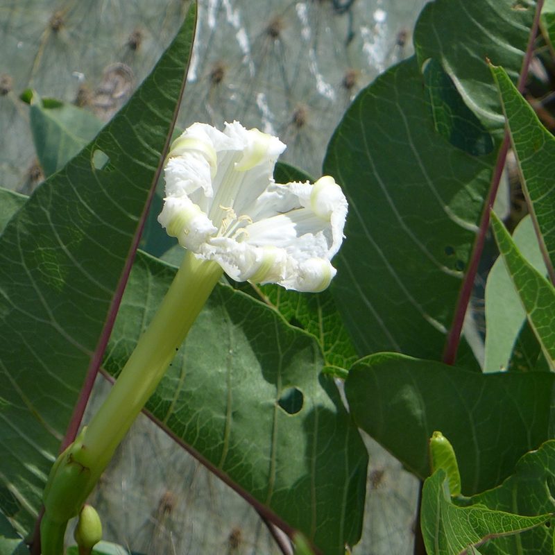 Ipomoea habeliana, photographed by John Hibbard