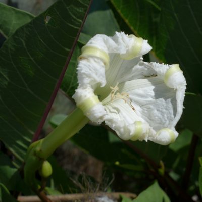 Ipomoea habeliana, photographed by John Hibbard