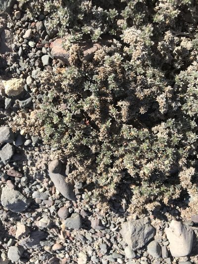Tiquilia cuspidata, photographed by Sula Vanderplank