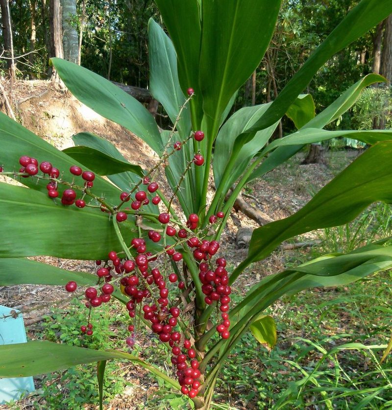 Cordyline manners-suttoniae, photographed by Steve Kerr