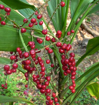 Cordyline manners-suttoniae, photographed by Steve Kerr