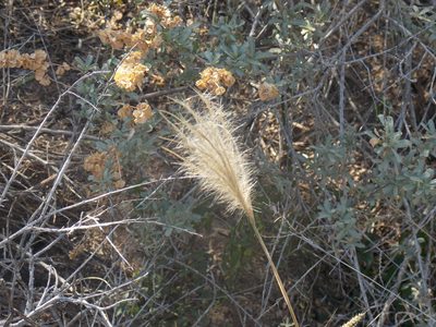 Leptochloa crinita, photographed by Eliseo D Moreno