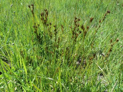 Juncus occidentalis, photographed by Barbara Banfield