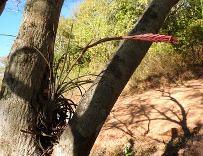 Tillandsia exserta, photographed by Francisco Farriols Sarabia