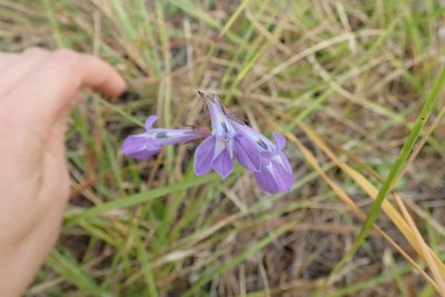 Lobelia glandulosa, photographed by Valerie Anderson