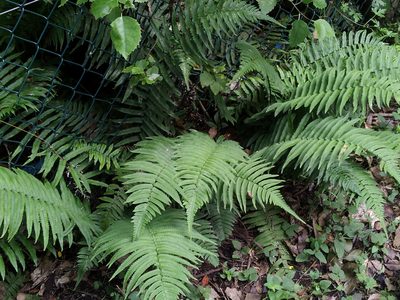 Dryopteris cycadina, photographed by Peter de Lange