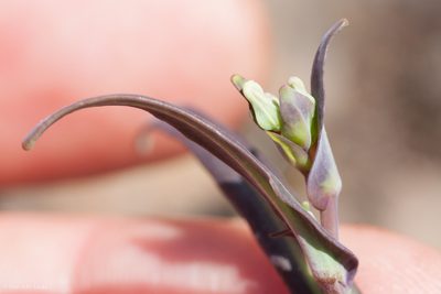Streptanthus diversifolius, photographed by Ken-ichi Ueda
