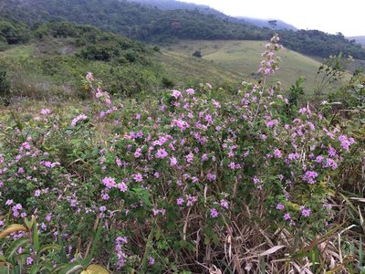 Lantana fucata, photographed by B. Phalan