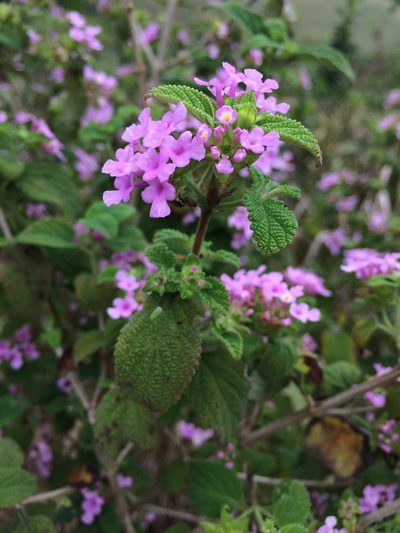 Lantana fucata, photographed by B. Phalan