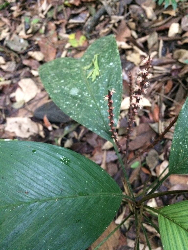 Geonoma pauciflora, photographed by B. Phalan