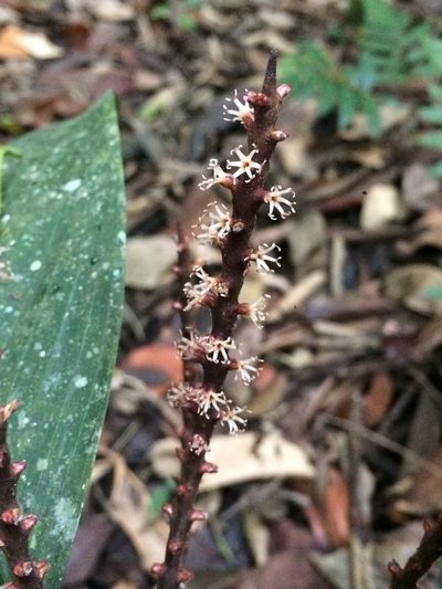 Geonoma pauciflora, photographed by B. Phalan