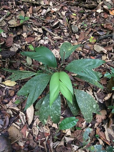 Geonoma pauciflora, photographed by B. Phalan