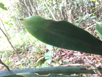 Aechmea costantinii, photographed by B. Phalan