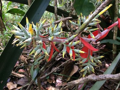 Aechmea costantinii, photographed by B. Phalan