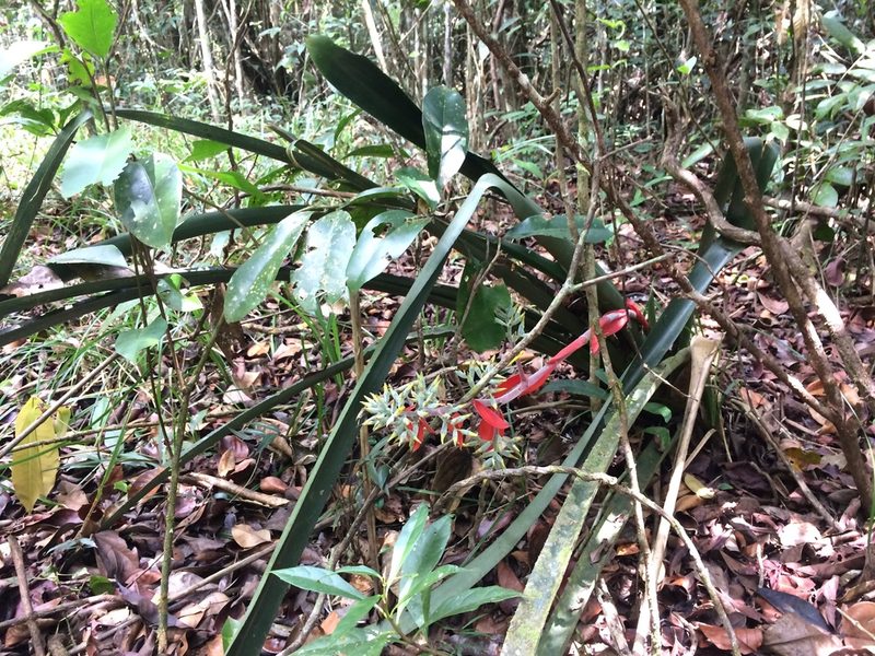 Aechmea costantinii, photographed by B. Phalan