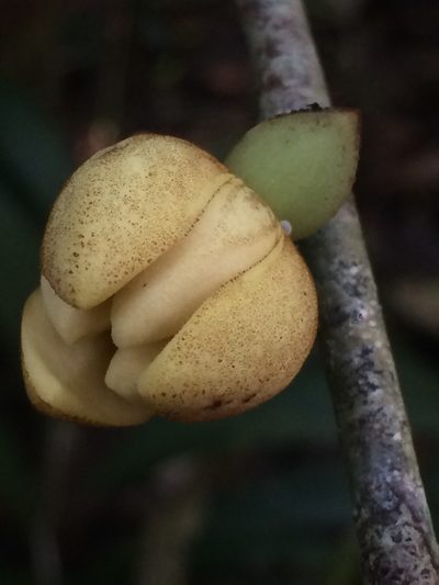 Anaxagorea dolichocarpa, photographed by B. Phalan