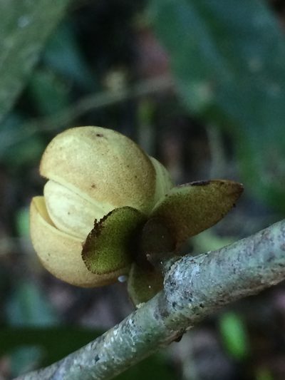 Anaxagorea dolichocarpa, photographed by B. Phalan