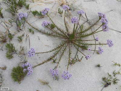 Pseudoselago gracilis, photographed by Chris Vynbos