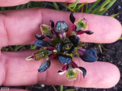 Disa atricapilla, photographed by Chris Vynbos