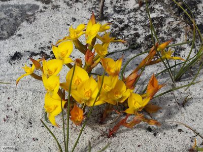 Disa tenuifolia, photographed by Chris Vynbos