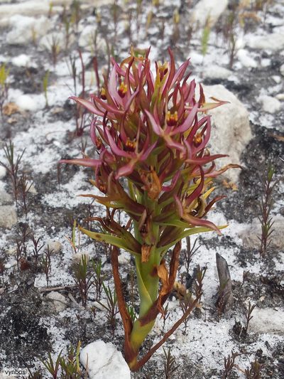 Pachites bodkinii, photographed by Chris Vynbos