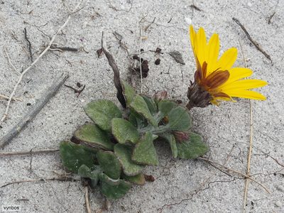 Arctotis angustifolia, photographed by Chris Vynbos