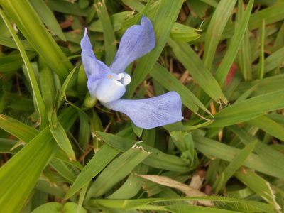 Cipura paludosa, photographed by Giovanni Marques de Castro