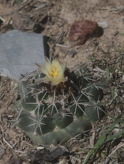 Coryphantha vogtherriana, photographed by Pedro Nájera Quezada