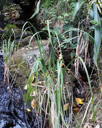 Austroderia turbaria, photographed by Peter de Lange