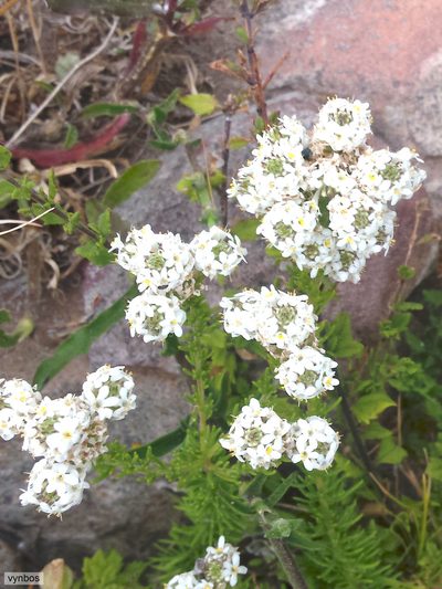 Selago fruticosa, photographed by Chris Vynbos