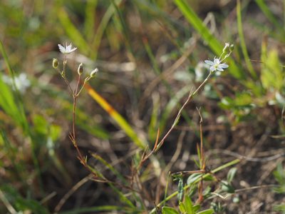 Sabulina glaucina, photographed by carnifex