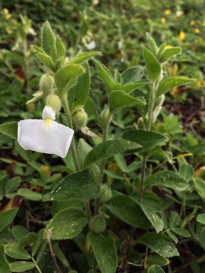 Pombalia calceolaria, photographed by B. Phalan