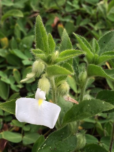 Pombalia calceolaria, photographed by B. Phalan