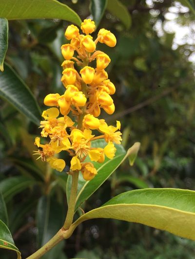 Byrsonima sericea, photographed by B. Phalan