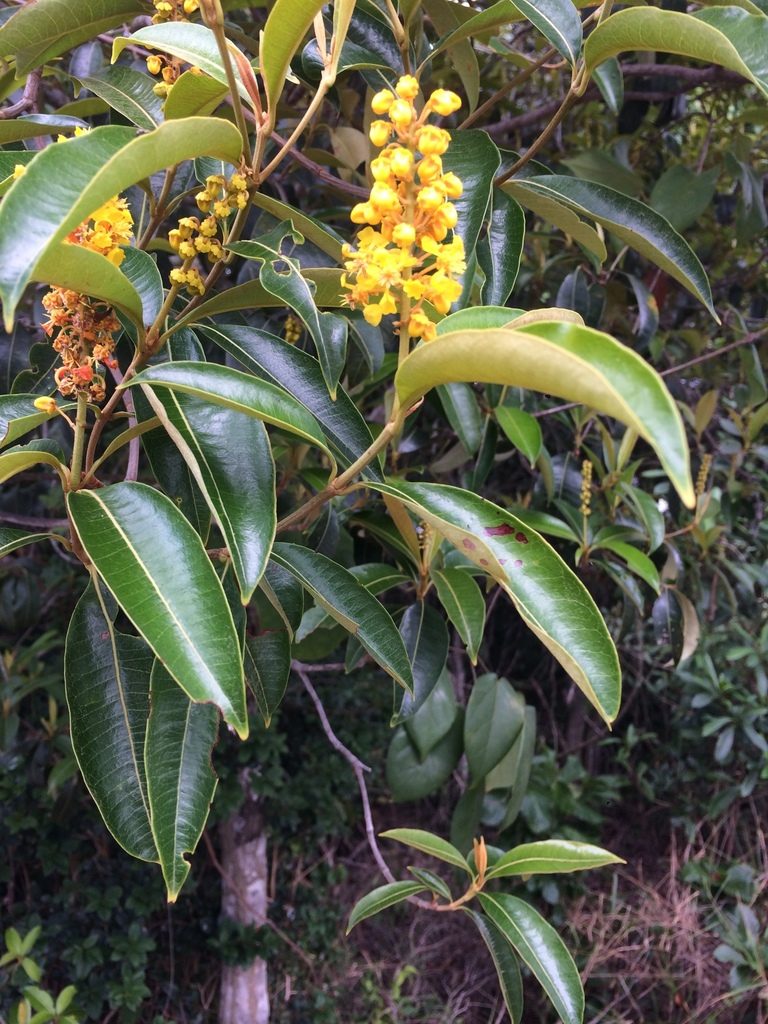 Byrsonima sericea, photographed by B. Phalan