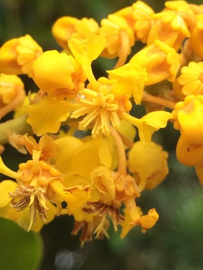Byrsonima sericea, photographed by B. Phalan