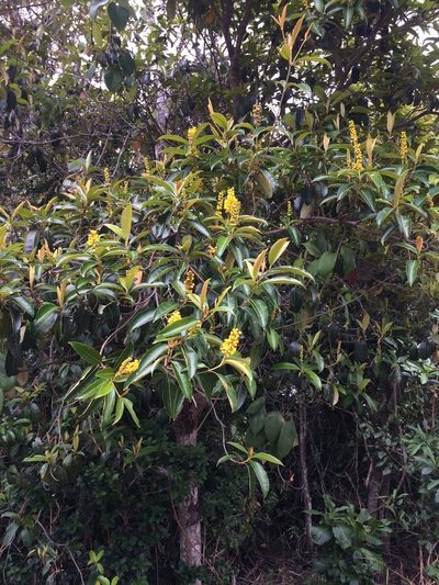 Byrsonima sericea, photographed by B. Phalan