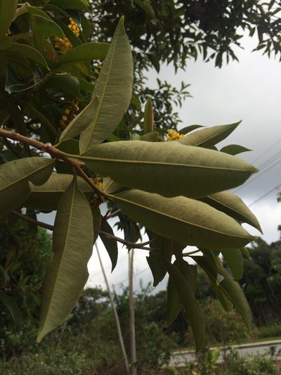 Byrsonima sericea, photographed by B. Phalan