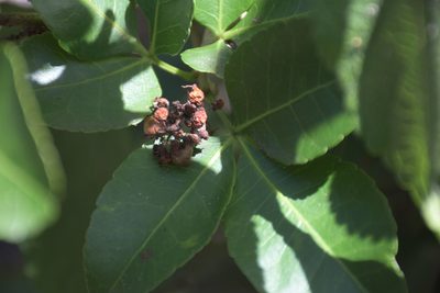 Searsia natalensis, photographed by Andrew Gillespie