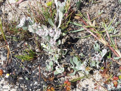 Helichrysum litorale, photographed by Chris Vynbos