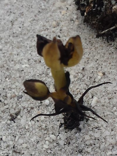 Ceratandra harveyana, photographed by Chris Vynbos