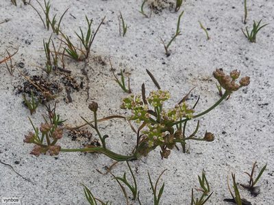 Itasina filifolia, photographed by Chris Vynbos