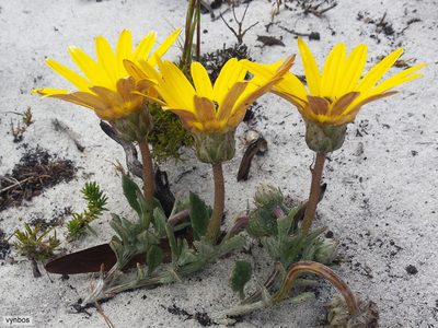 Arctotis angustifolia, photographed by Chris Vynbos