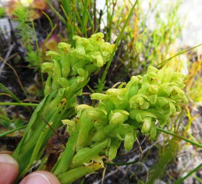 Disa cylindrica, photographed by linkie