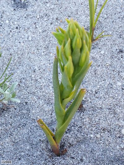 Pachites bodkinii, photographed by Chris Vynbos