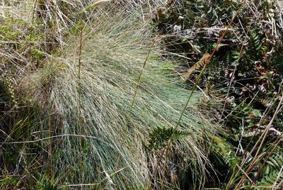 Festuca actae, photographed by Colin Meurk
